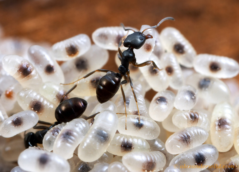Karınca Yumurtası Yağı Nasıl Kullanılır?