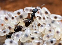 Lazer Sonrası Karınca Yumurtası Yağı Kullanımı